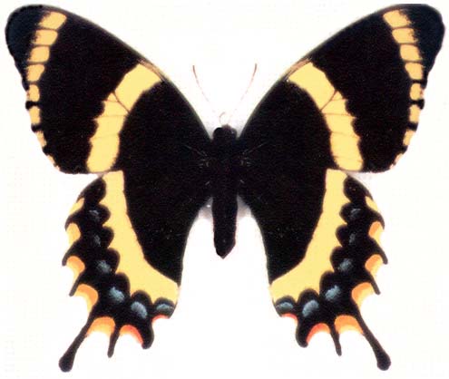 Papilio garamas splendida female aberrant (Internet Image property of respective owner, non-commercial use only)